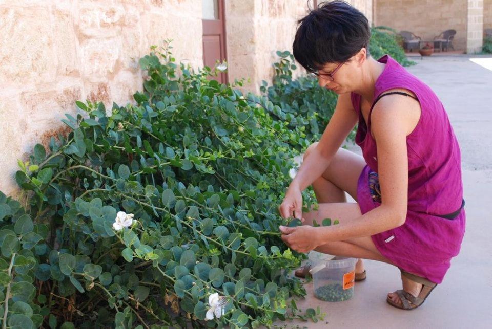 Masseria Galatea Agriturismo 阿莱萨诺 外观 照片