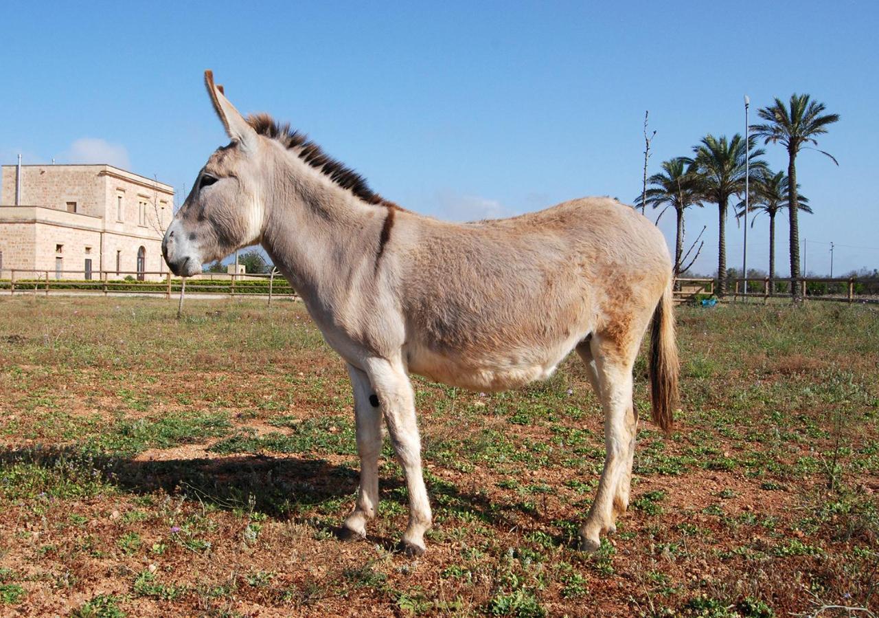 Masseria Galatea Agriturismo 阿莱萨诺 外观 照片