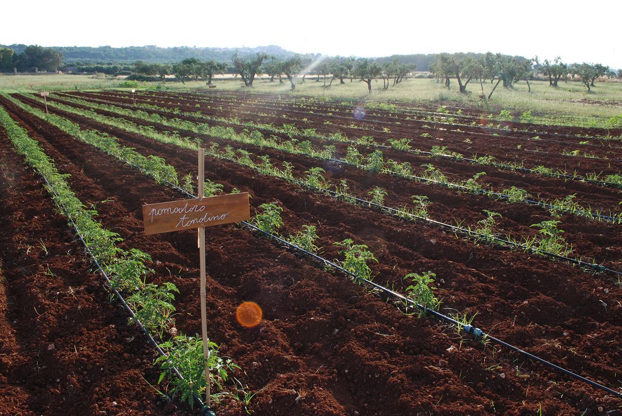 Masseria Galatea Agriturismo 阿莱萨诺 外观 照片